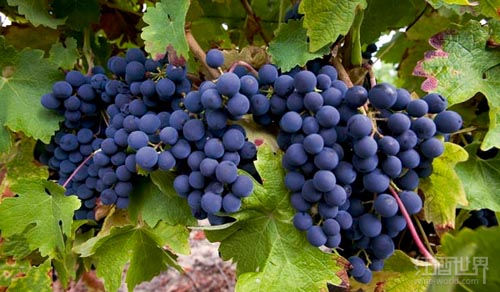 葡萄酒為什么會有這么多種顏色？